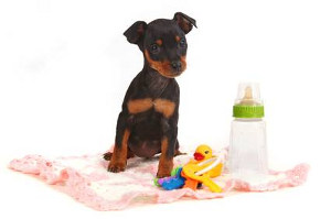 О подготовке дома к появлению щенка