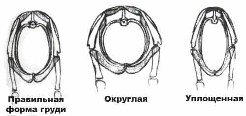 Формы груди Формы груди
