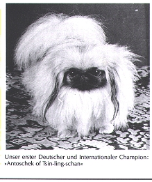 Antoschek of Tsin-ling-schan. 1970г. Antoschek of Tsin-ling-schan. 1970г.